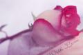 Come Party With Me: Romantic Valentine's Day Dinner - Music