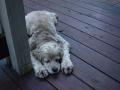 Do You Feed Your Dog People Food?